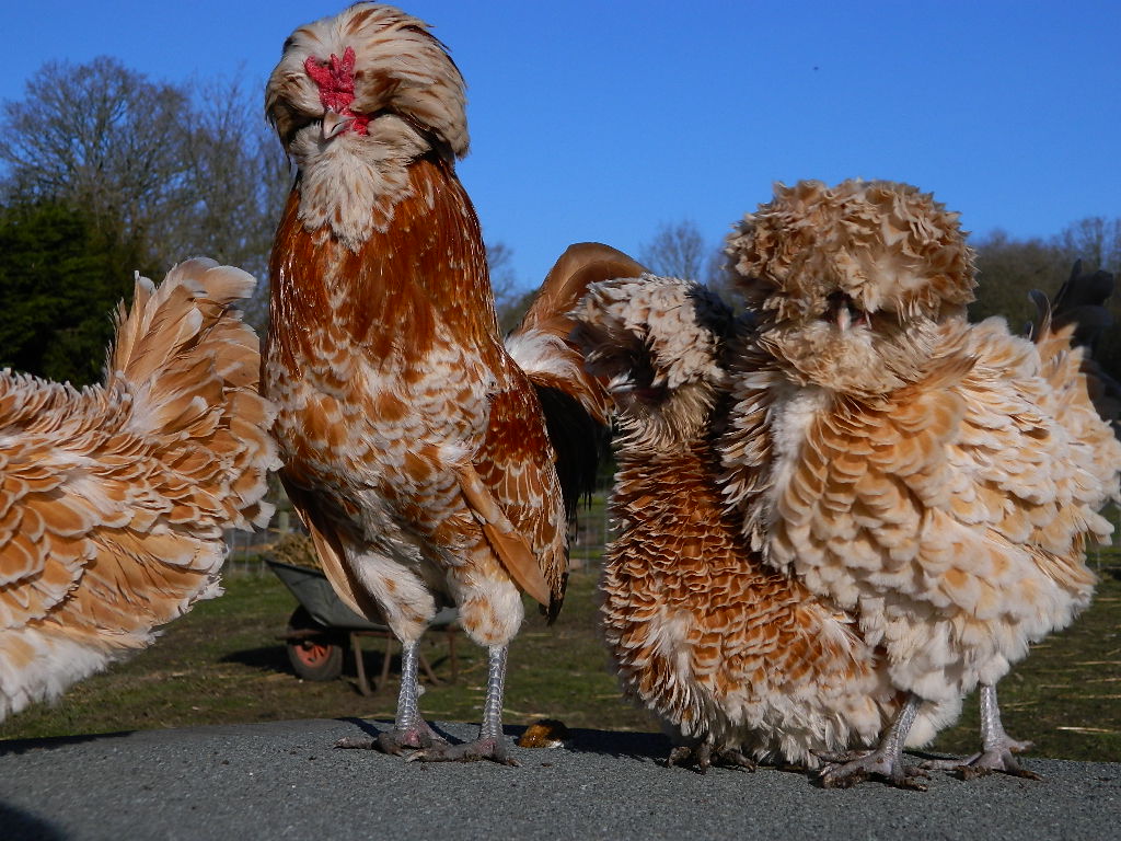 Chamois Poland Chickens