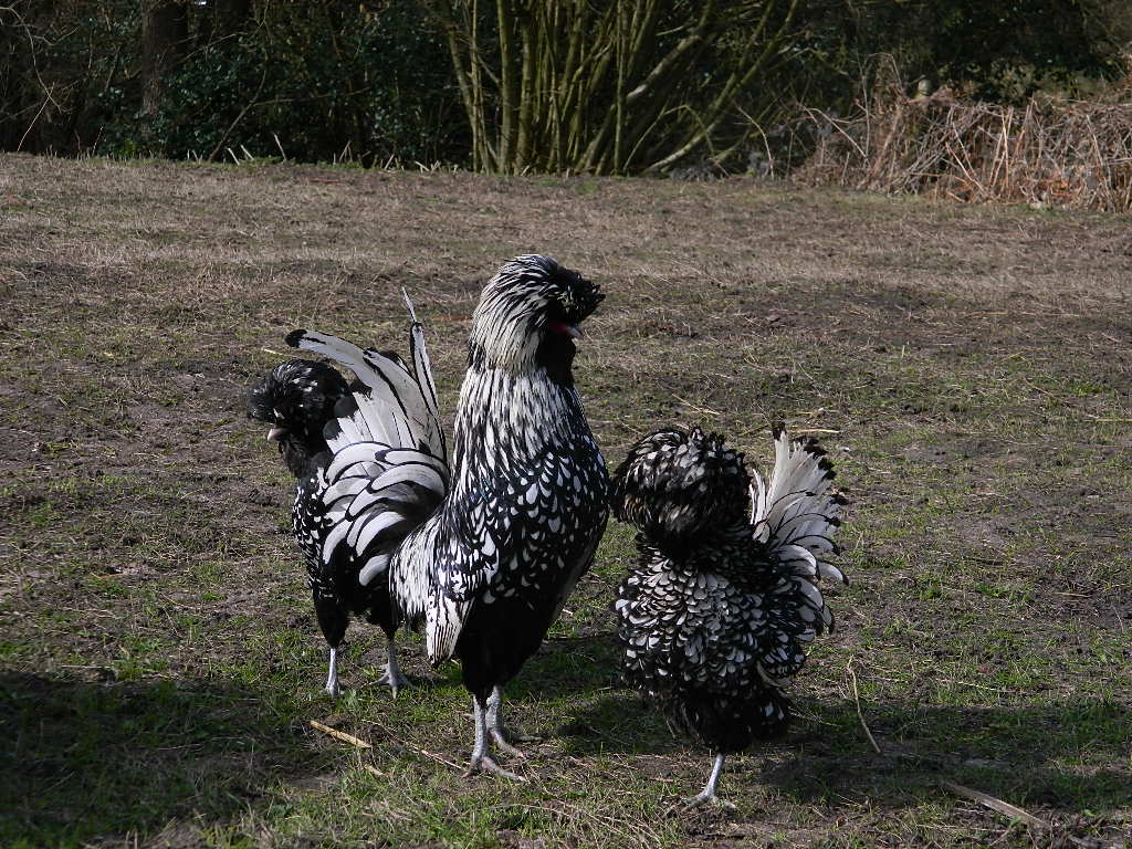 Silver Laced Polish Chickens