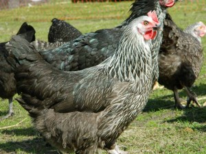 Hybrid Hens at Hollywater Hens