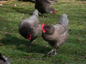 hybrid hens
