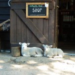 lambs in front of the Hollywater Hens shop