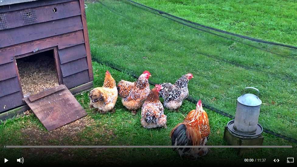 Chickens on the BBC