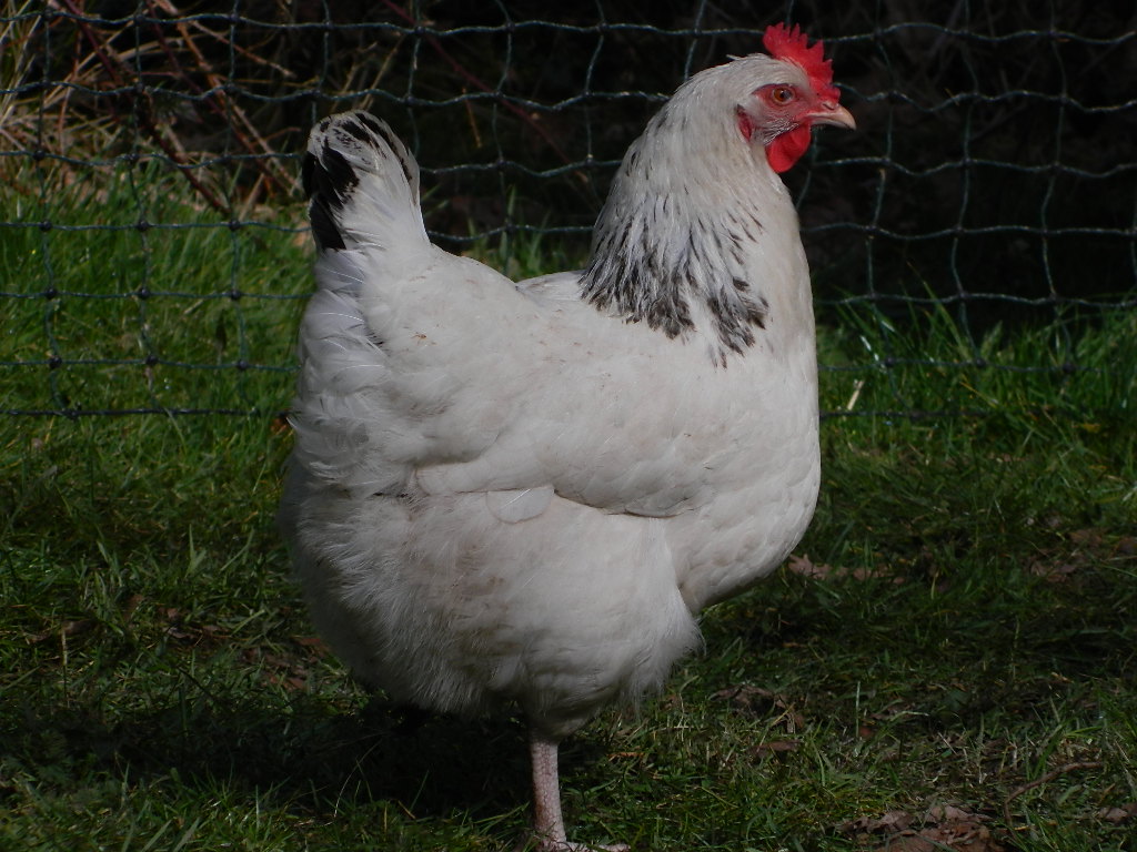 Light Sussex Chicken